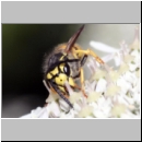 Vespula germanica - Deutsche Wespe - 04 - Teverener Heide.jpg